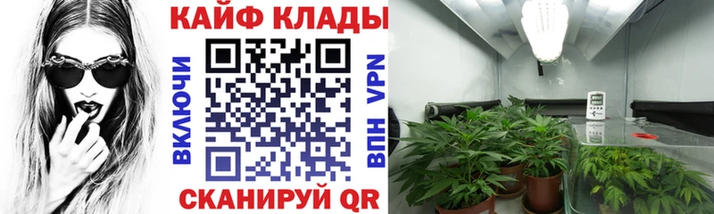 Наркотические вещества Сургут Псилоцибиновые грибы  МАРИХУАНА  Меф  ГАШИШ 